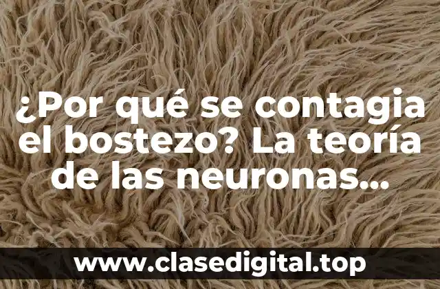 ¿Qué son las neuronas espejo?