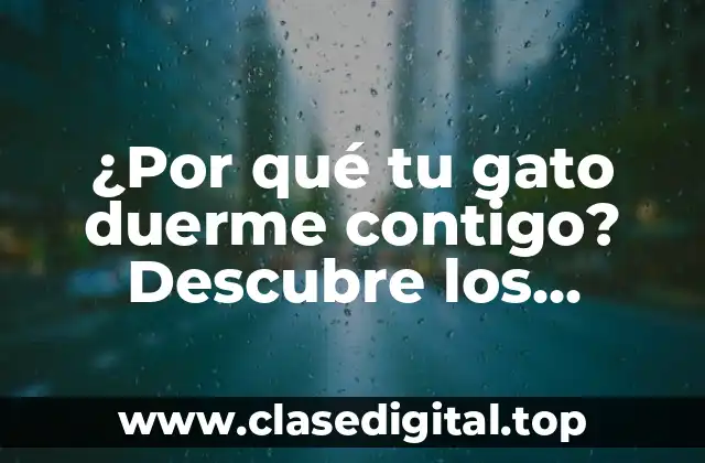 ¿Por qué tu gato duerme contigo? Descubre los secretos detrás de este comportamiento