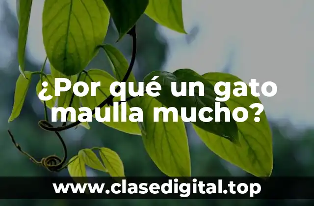 ¿Por qué un gato maulla mucho?