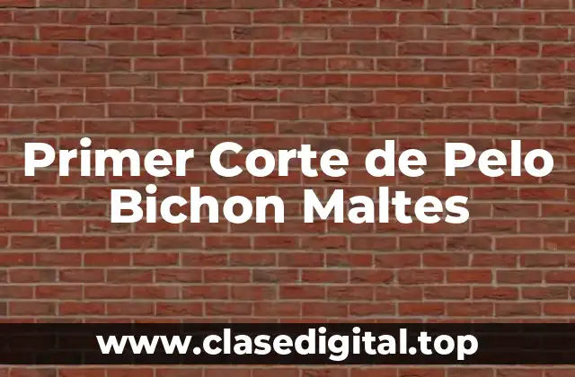 Primer Corte de Pelo Bichon Maltes