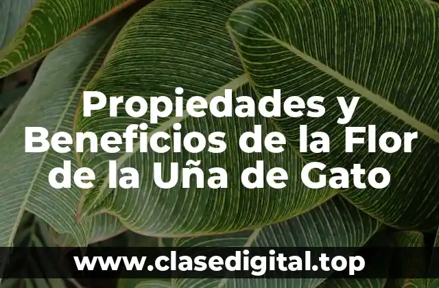 Propiedades y Beneficios de la Flor de la Uña de Gato