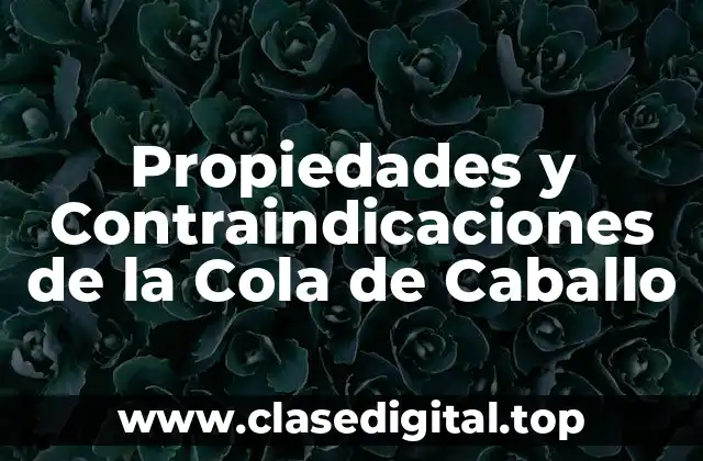 Propiedades y Contraindicaciones de la Cola de Caballo