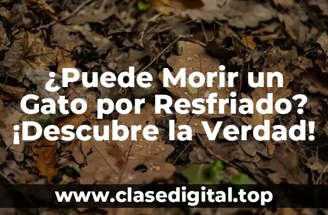 ¿Puede Morir un Gato por Resfriado? ¡Descubre la Verdad!