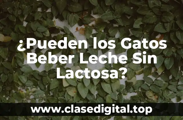 ¿Pueden los Gatos Beber Leche Sin Lactosa?