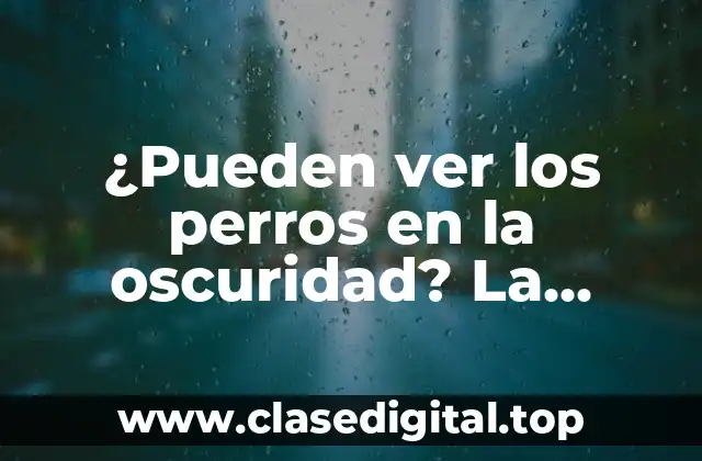 ¿Pueden ver los perros en la oscuridad? La verdad sobre la visión canina