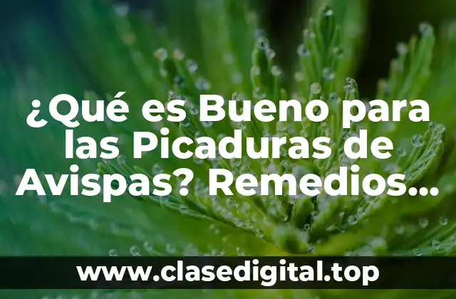 ¿Qué es Bueno para las Picaduras de Avispas? Remedios Naturales y Efectivos