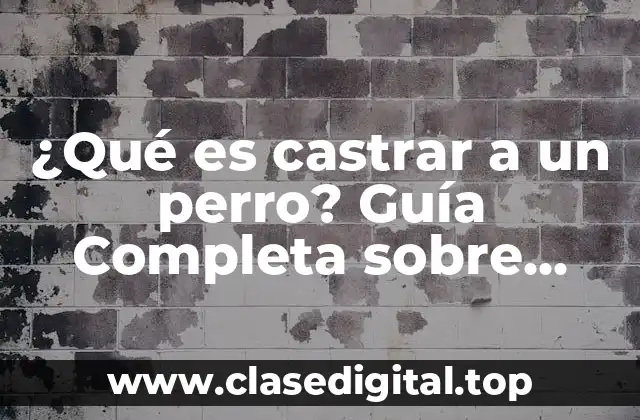 ¿Qué es castrar a un perro? Guía Completa sobre Castración Canina