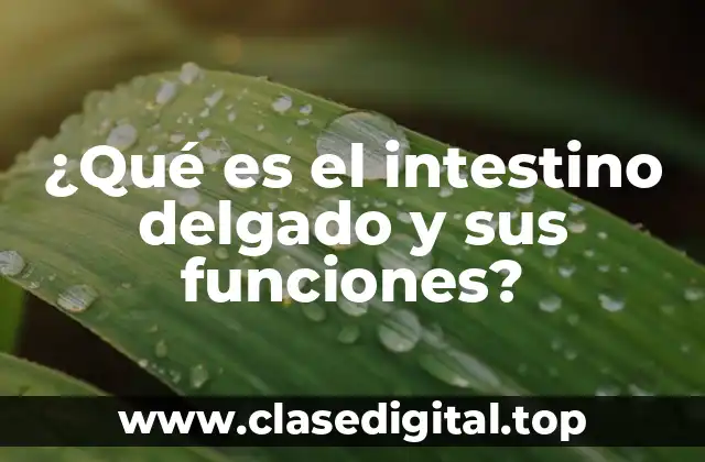 Anatomía del Intestino Delgado