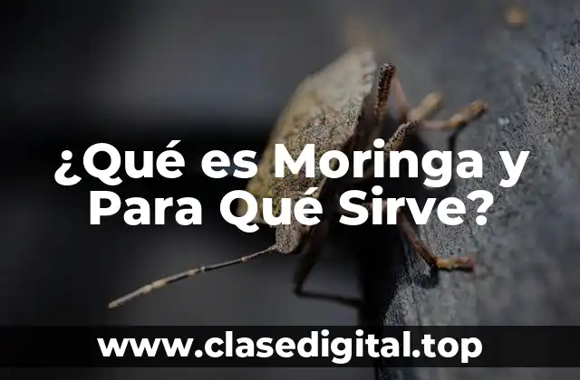 ¿Qué es Moringa y Para Qué Sirve?
