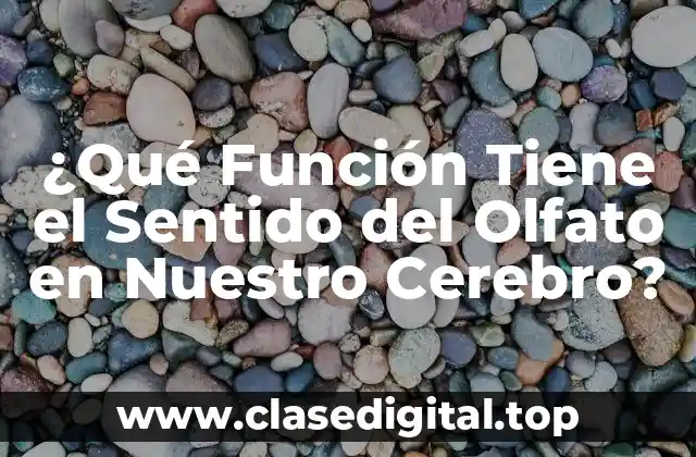 ¿Qué Función Tiene el Sentido del Olfato en Nuestro Cerebro?