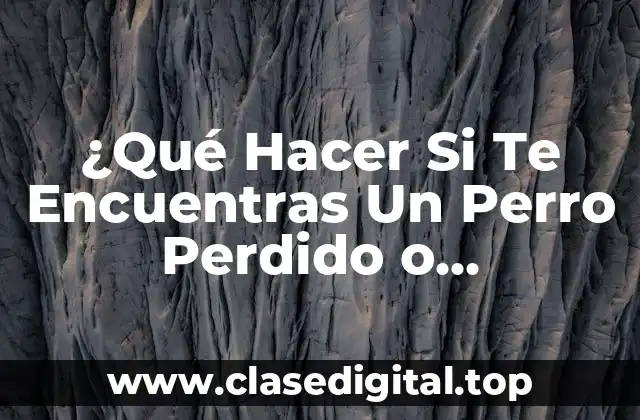 ¿Cómo Identificar Si Un Perro Está Perdido o Abandonado?
