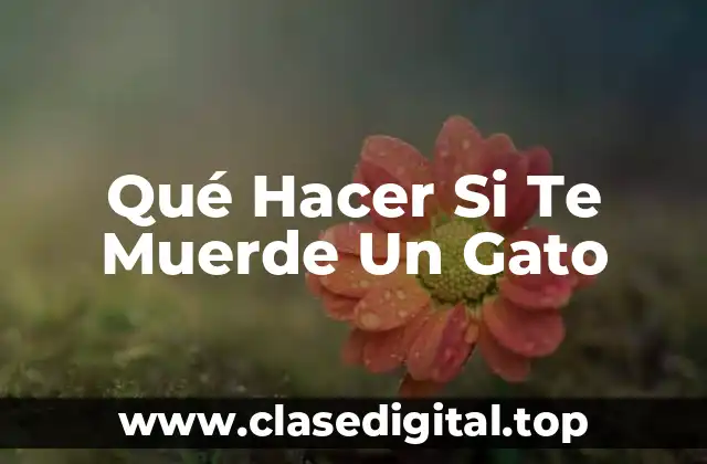 Qué Hacer Si Te Muerde Un Gato