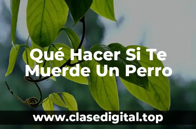 Qué Hacer Si Te Muerde Un Perro