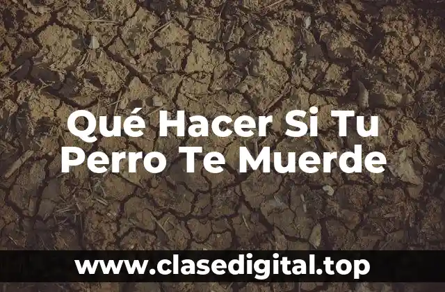 Qué Hacer Si Tu Perro Te Muerde