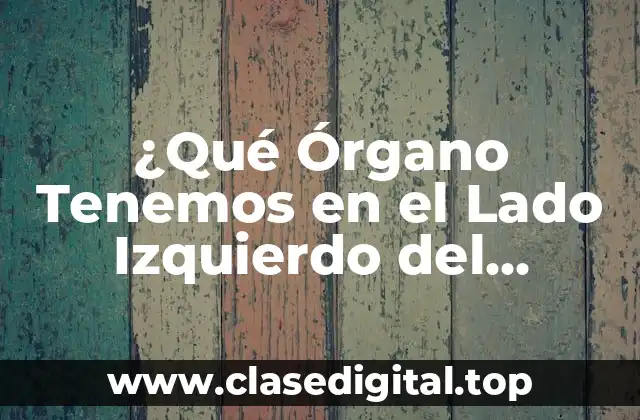 ¿Qué Órgano Tenemos en el Lado Izquierdo del Abdomen?