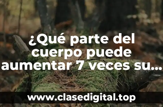 La Anatoma del Útero