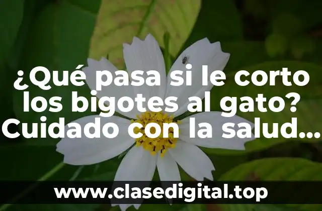 ¿Qué pasa si le corto los bigotes al gato? Cuidado con la salud de tu felino