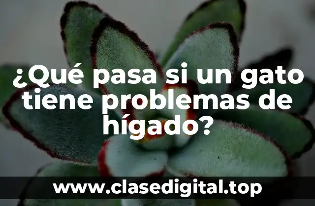 ¿Qué pasa si un gato tiene problemas de hígado?