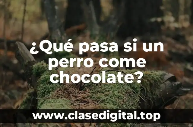 ¿Qué pasa si un perro come chocolate?