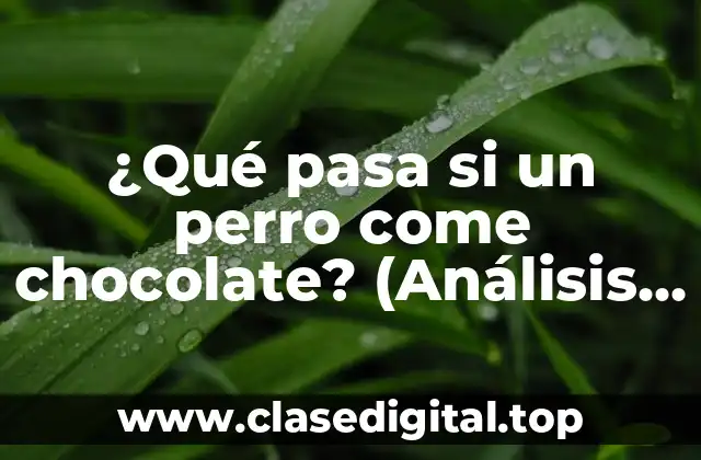 ¿Qué pasa si un perro come chocolate? (Análisis de los riesgos y consecuencias)