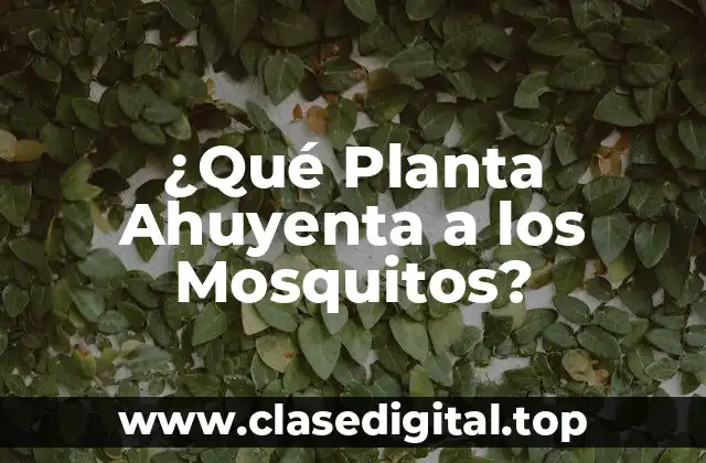 ¿Qué Planta Ahuyenta a los Mosquitos?