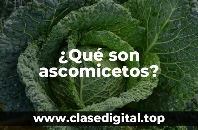 ¿Qué son ascomicetos?