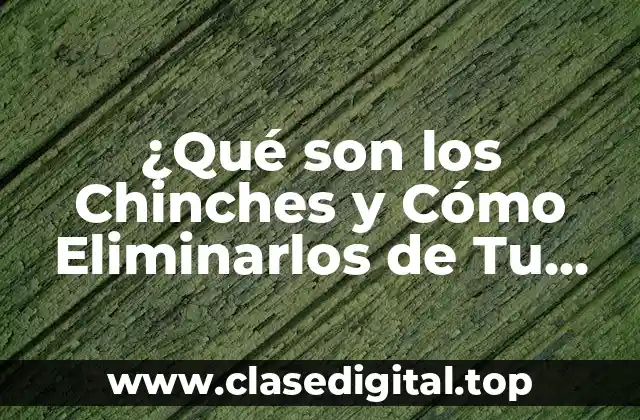 ¿Qué son los Chinches y Cómo Eliminarlos de Tu Hogar?