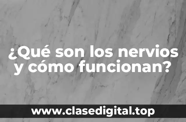 ¿Qué son los nervios y cómo funcionan?
