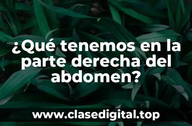 ¿Qué tenemos en la parte derecha del abdomen?