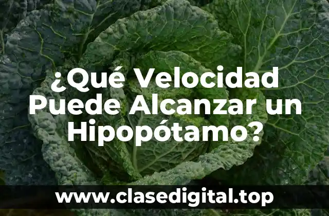 Anatomía y Fisiología de los Hipopótamos