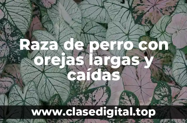 Raza de perro con orejas largas y caídas