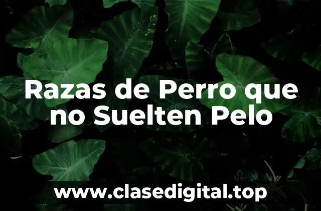 ¿Por qué las Razas de Perro que no Suelten Pelo son tan Populares?