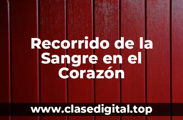 Recorrido de la Sangre en el Corazón