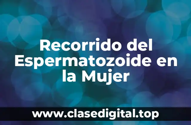 Recorrido del Espermatozoide en la Mujer