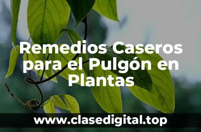 Remedios Caseros para el Pulgón en Plantas