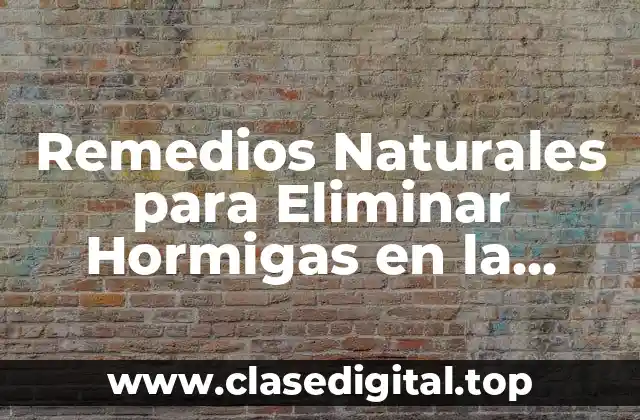 Remedios Naturales para Eliminar Hormigas en la Cocina