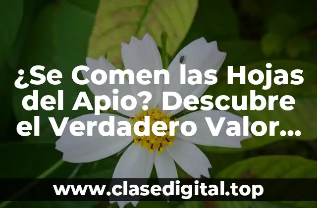 ¿Cuáles son los Nutrientes que Contienen las Hojas del Apio?