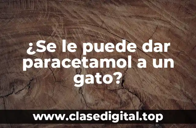 ¿Se le puede dar paracetamol a un gato?