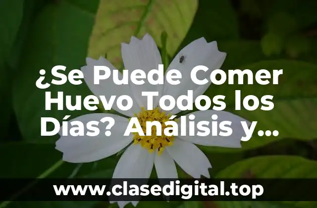 ¿Se Puede Comer Huevo Todos los Días? Análisis y Conclusión