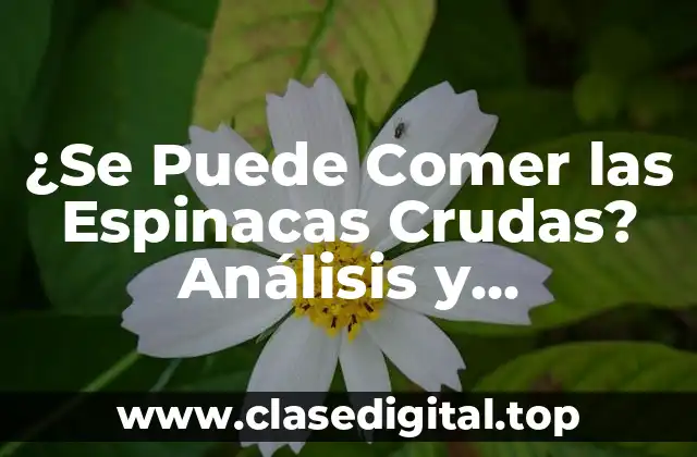 Los Beneficios Nutricionales de las Espinacas Crudas