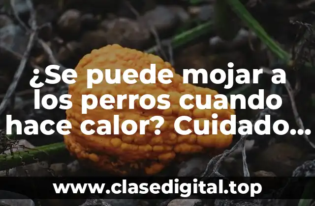 ¿Se puede mojar a los perros cuando hace calor? Cuidado y recomendaciones