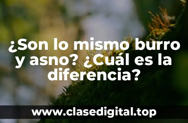 ¿Son lo mismo burro y asno? ¿Cuál es la diferencia?