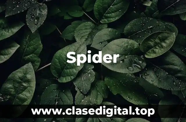 Spider