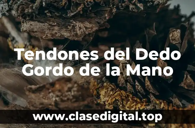 Tendones del Dedo Gordo de la Mano