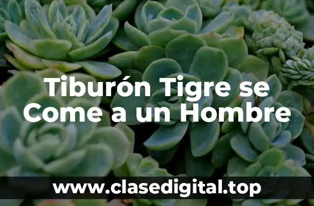 Tiburón Tigre se Come a un Hombre