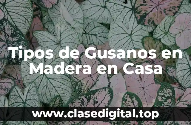 Tipos de Gusanos en Madera en Casa