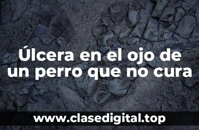 Úlcera en el ojo de un perro que no cura