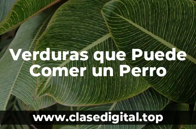 ¿Por qué Debes Incorporar Verduras en la Dieta de tu Perro?