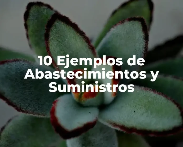 10 Ejemplos de Abastecimientos y Suministros