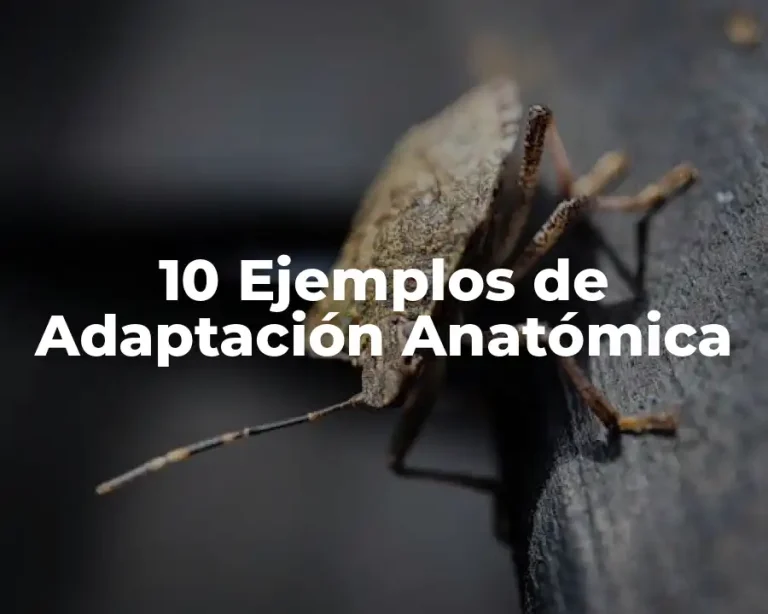 10 Ejemplos de Adaptación Anatómica